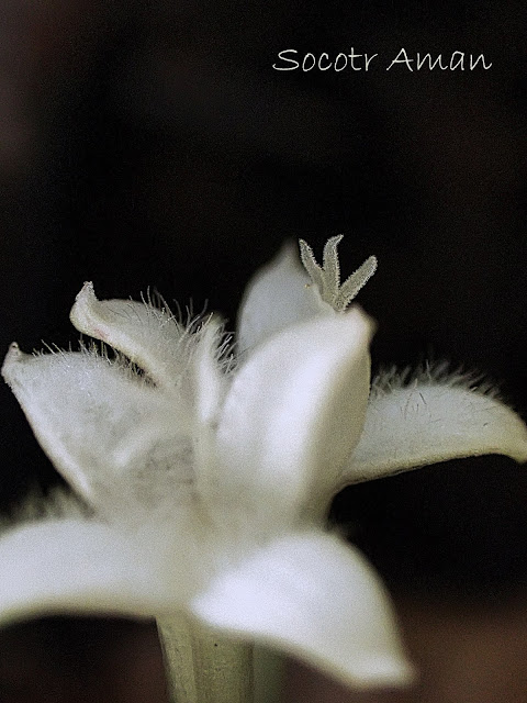 Mitchella undulata