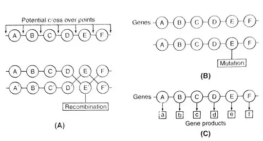 Gene:-Definition,Discovery,Jumping Gene,Gene Synthesis|Hindi