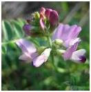 Astragalus herb picure