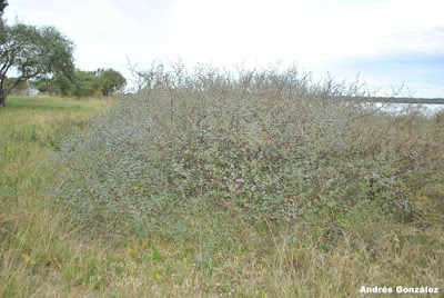 Mimosa (Mimosa uraguensis)