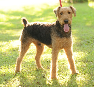 Airedale Terrier Puppy Picture