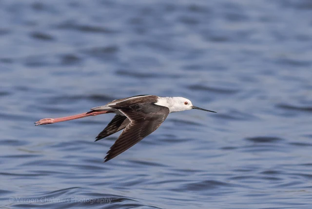 Black-winged stilt in flight Woodbridge Island, Milnerton