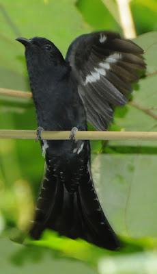 Drongo Cuckoo (Surniculus lugubris)