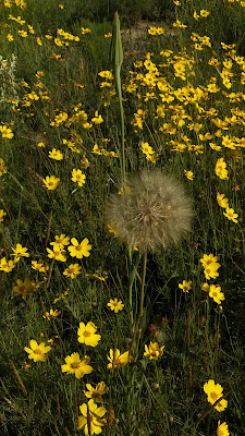 Giant dandelion salsify