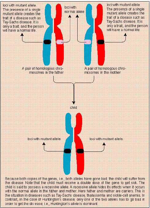 The Biology Universe: Vocabulary of Concepts of Ch.11 Patterns of Inheritance