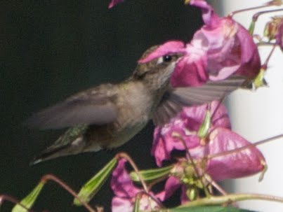 how to generate hummingbird food