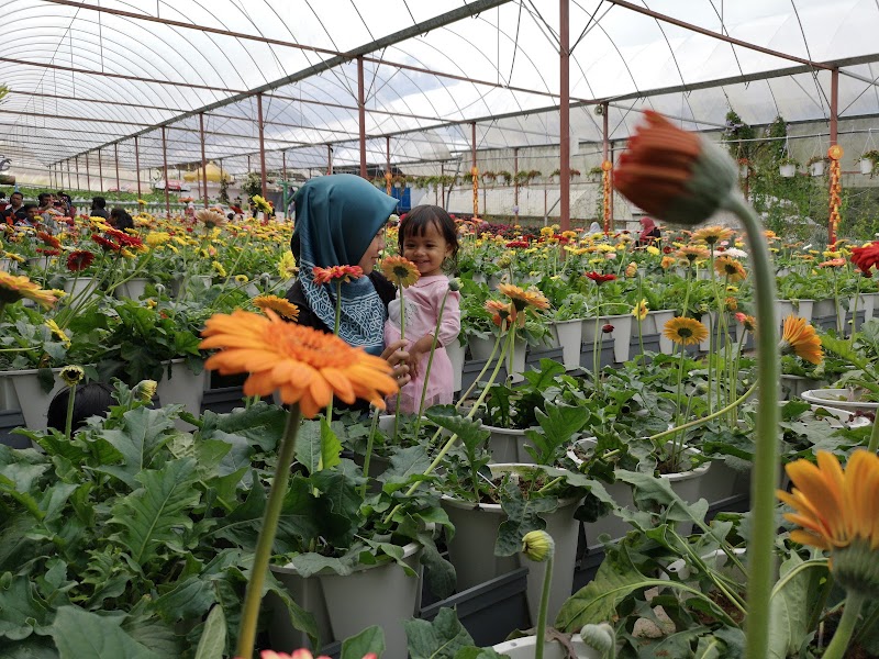 Sehelai Sepinggang di Cameron Highlands