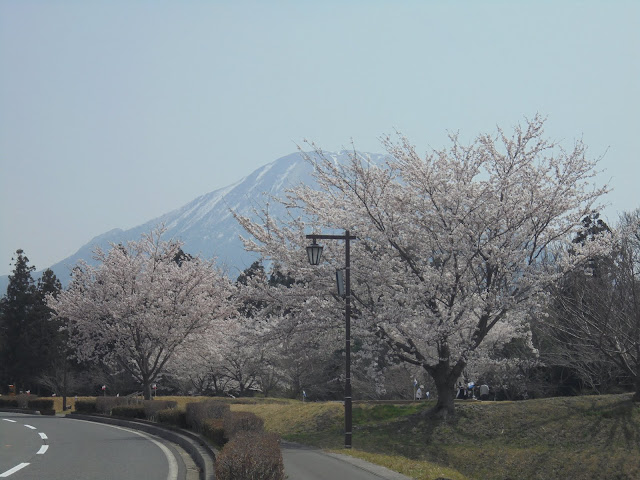 伯耆町総合スポーツ公園のソメイヨシノ桜と大山