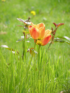 A couple of tulips in fiery colours