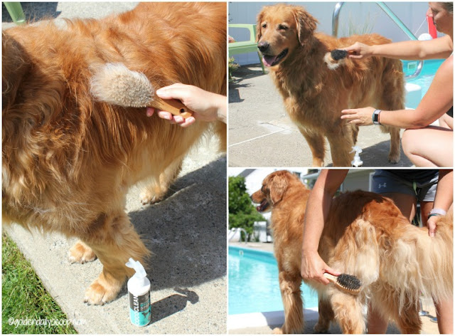 How to groom and brush your golden retriever dog