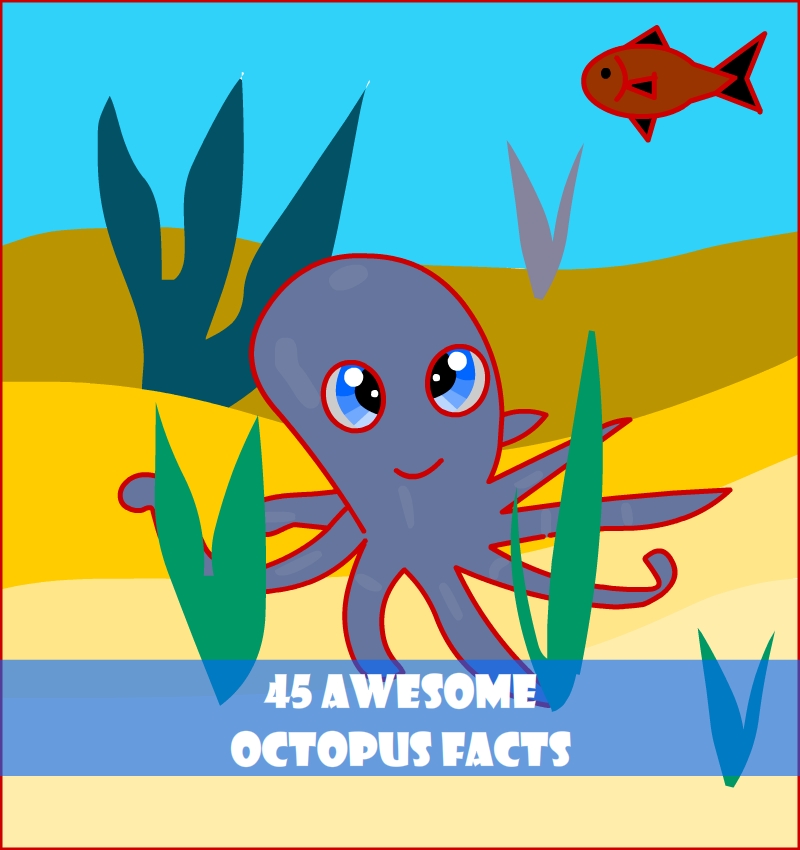 45 Mind Blowing Octopus Facts All Five Oceans