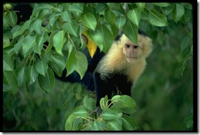 White-faced Monkey 485051