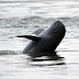 Irrawaddy dolphin’s body tangled in illegal nets