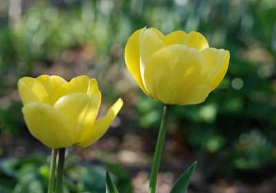 Tulipa 'Kikomachi'