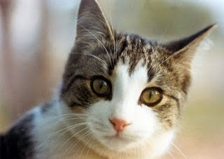 kucing, cat, citten, meong, lucu, imut, fakta kucing, cat facts
