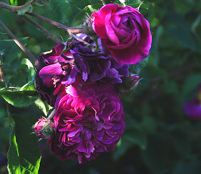 Rosa Cardinal Richelieu Cardinal de Richelieu