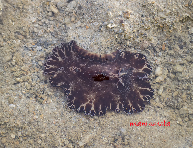 Bohol nudibranch (Discodoris boholensis)