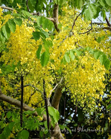 Benefit of Golden Shower tree