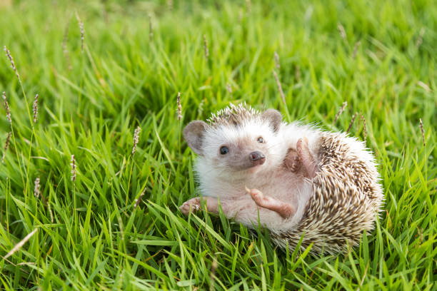 An African Pygmy Hedgehog lying in grass