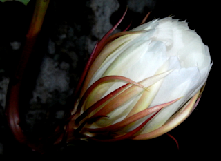 Kadupul Flower - Epiphyllum oxypetalum