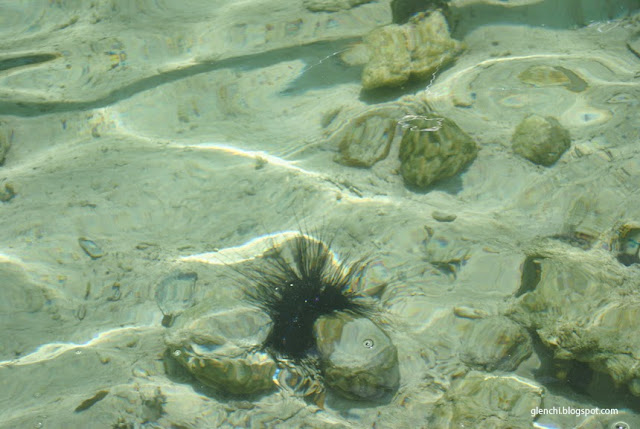 Big Lagoon El Nido Palawan Sea Urchin