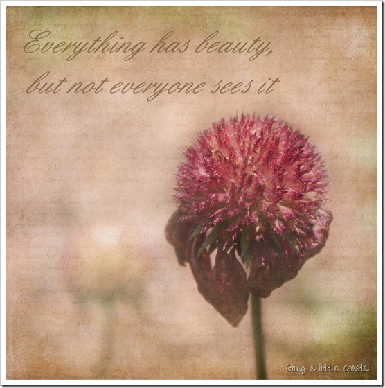 seedhead-textured_edited-1