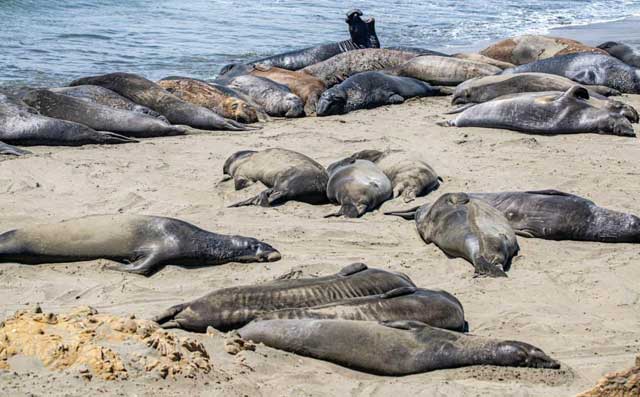 Lebih dari 400 Anjing Laut Mati Tersapu ke Pantai Di New England Utara