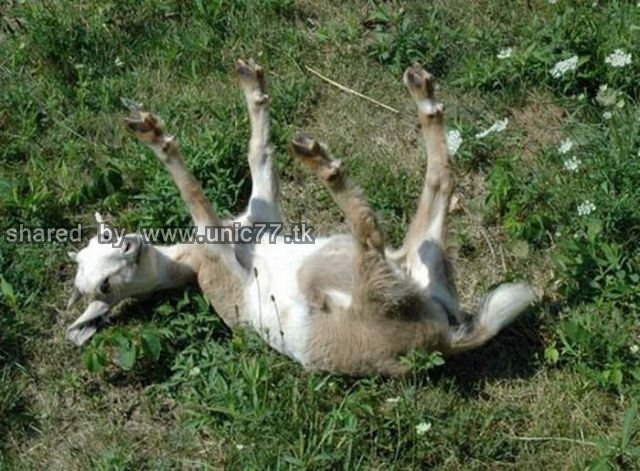 fainting_goats_640_02.jpg (640×471)