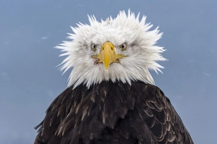 eagle focusing On target