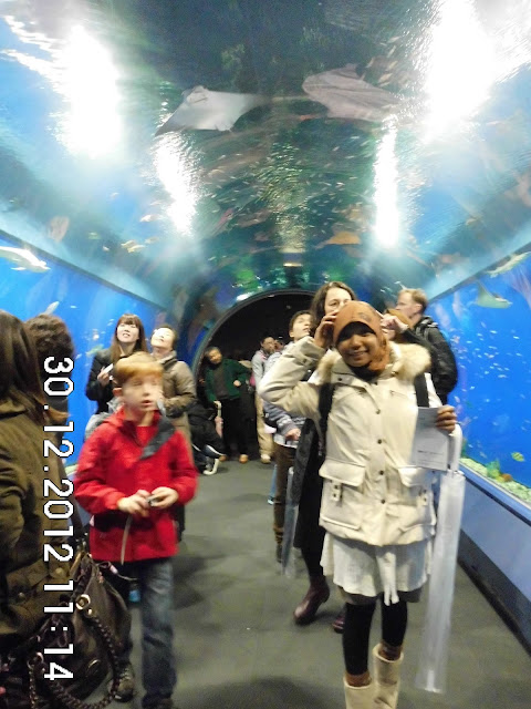 Aquarium Terbesar di Osaka - Kaiyukan