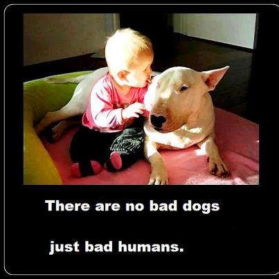 There are no bad dogs.