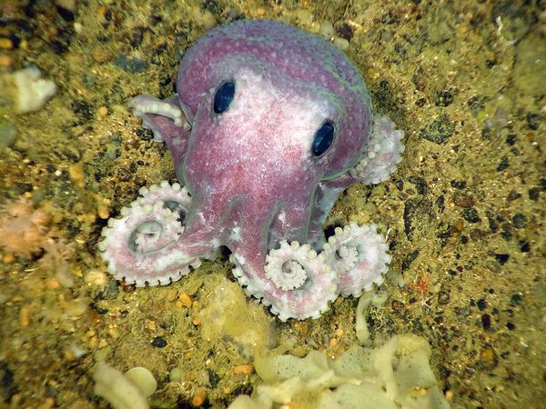 funny animal pictures, baby octopus