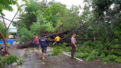 Pohon Tumbang, Begini Sigap Personil Polsek Watang Sawitto 