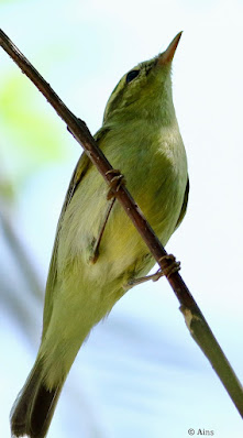 Greenish Warbler