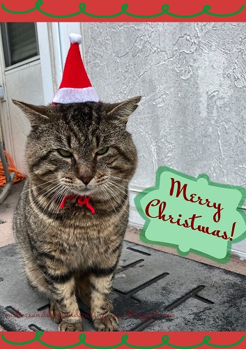 Cat wearing Santa hat