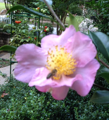 bee, beekeeping, climate, foraging, pollen, 