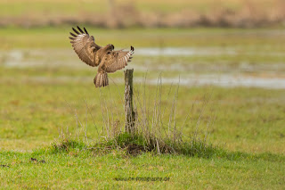 Naturfotografie Wildlifefotografie Ahsewiesen Olaf Kerber