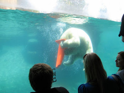 Polar Bears With Cones On Their Heads Seen On  www.coolpicturegallery.net