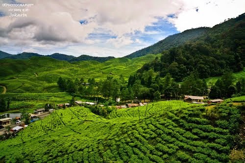 Menikmati Agrowisata Gunung Mas Di Bogor