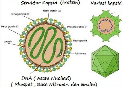 Struktur Kapsid pada Virus Influensa