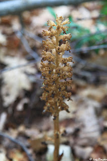 Néottie nid d'oiseau (Neottia nidus-avis) Fontainebleau