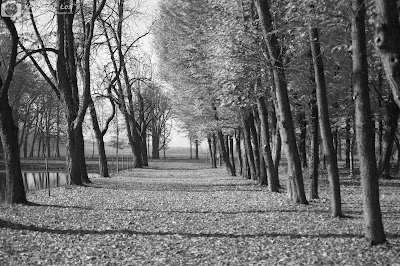 lipy, alejka, czerń, biel, B&W