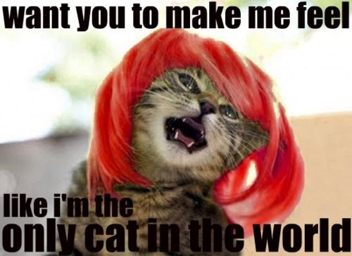 Want You To Make Me Feel Like The Only Cat In The World