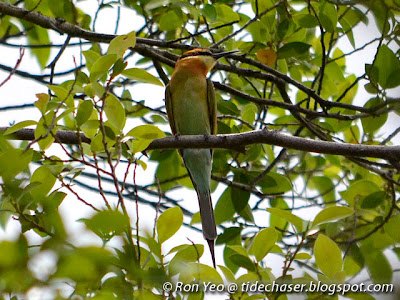 Blue-tailed Bee-eater (Merops philippinus)