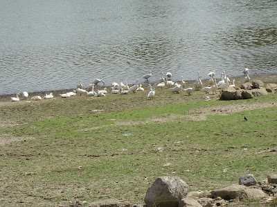 "The playing field for the geese Nakki Lake."