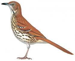 Brown Thrasher