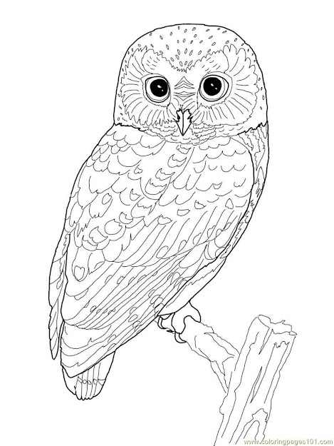 Printable Owl Coloring Page  Coloring Pages Owl Birds  Owl  Free  Printable