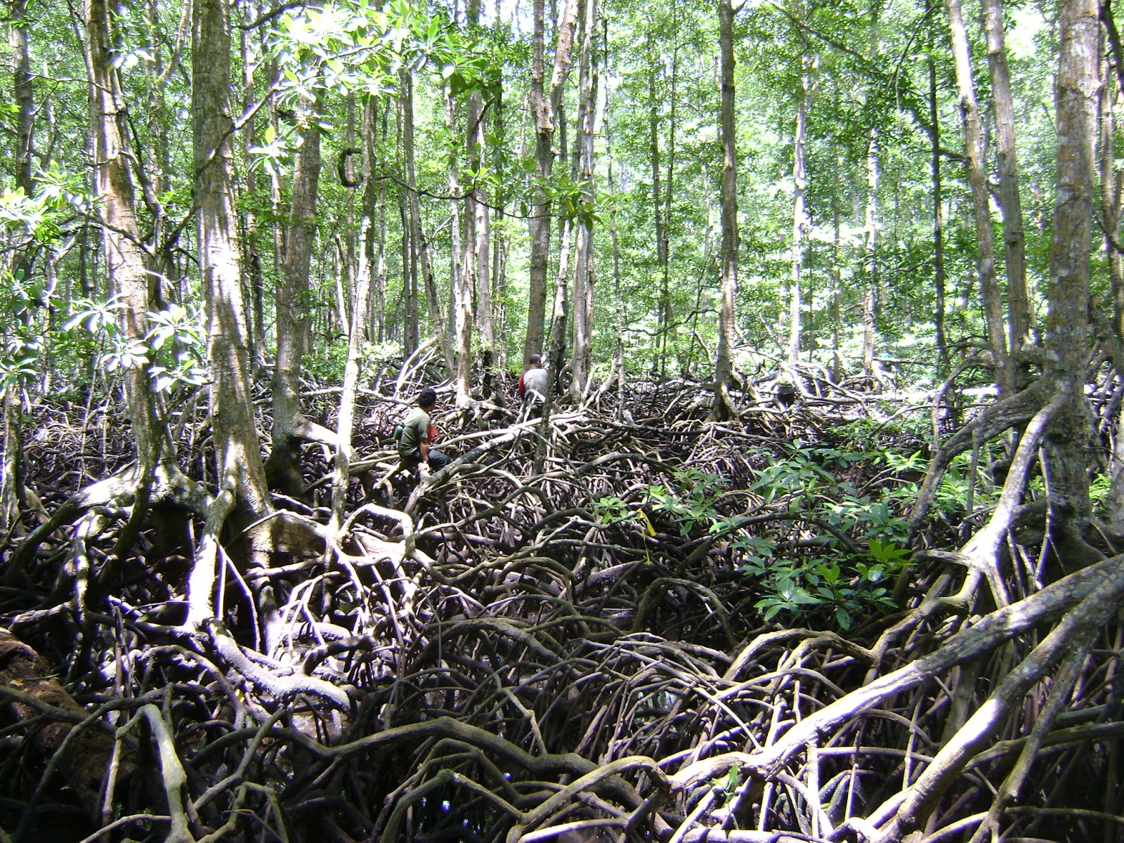Galeri Photo Hutan Mangrove atau bakau