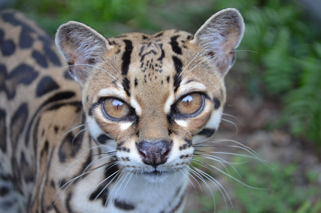 Длиннохвостая кошка Маргай (Leopardus wiedii)