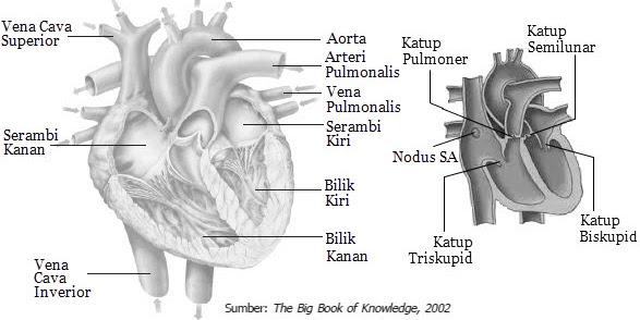 Alat-Alat Peredaran Darah Manusia